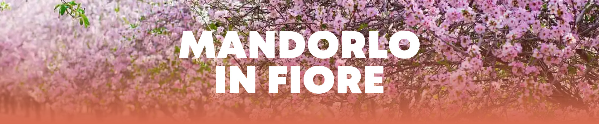 MANDORLOI N FIORE | AGRIGENTO